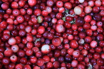 Natural cranberry background with green moss, Red berry background