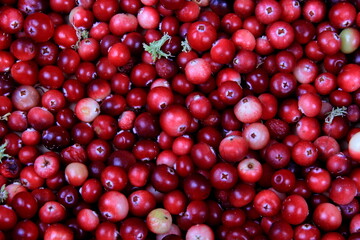 Natural cranberry background with green moss, Red berry background