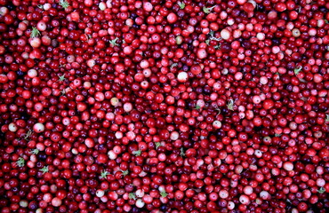 Natural cranberry background with green moss, Red berry background
