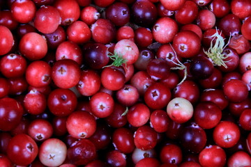 Natural cranberry background with green moss, Red berry background