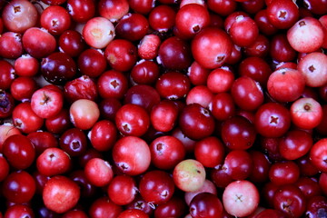 Natural cranberry background with green moss, Red berry background