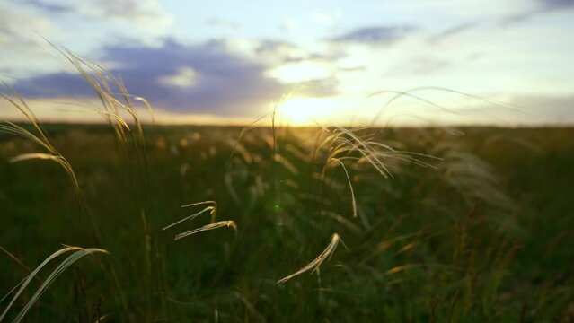 Close-up wheat spikelets on field on beautiful nature sunset andscape on sun rays . Grown rich harvest . Areas of agricultural plant production. Healthy food. Summer season and warm weather on rural.