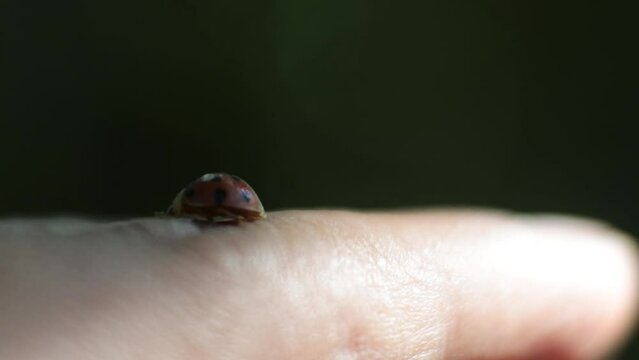 ladybug crawling on finger. Macro Ladybug is a small insect with beautiful colors. HD video macro insects. slow motion.