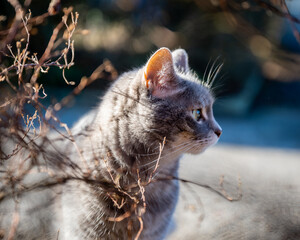 Aufmerksame Katze im Herbst