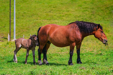 The horse (Equus ferus caballus) is a domesticated, one-toed, hoofed mammal. 