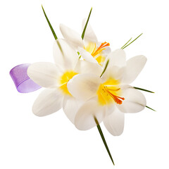 Crocus flowers on a white background
