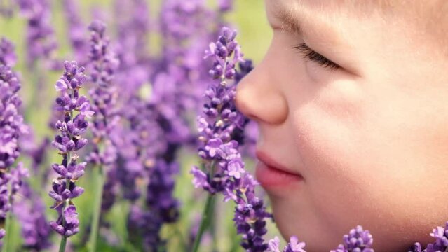 Close up cute child boy niffing lavander flower on blooming lavender field. Kid exploring aroma herbs in botanical garden.