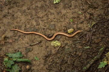 Top view of a thin brown slowworm crawling on the wet ground with green leaves.
