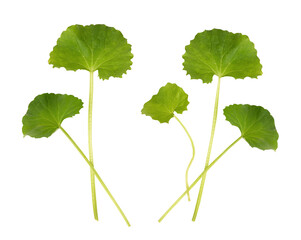 Gotu kola or centella asiatica green leaves isolated on white background.