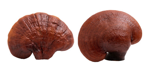 Reishi or lingzhi Mushroom isolated on white background.