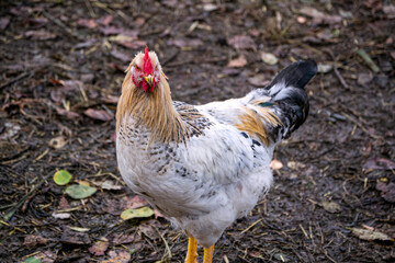 A young cockerel with colorful feathers walks on a farm in the village.