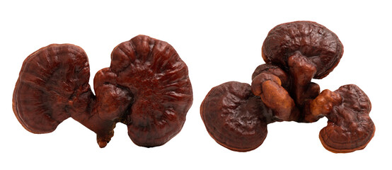 Reishi or lingzhi Mushroom isolated on white background.