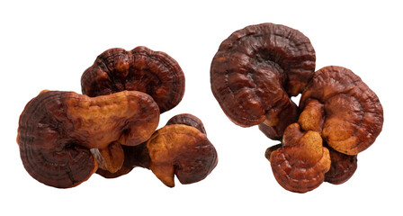 Reishi or lingzhi Mushroom isolated on white background.