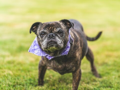 Close-up shot of a pug and Boston terrier mix standing on the grass