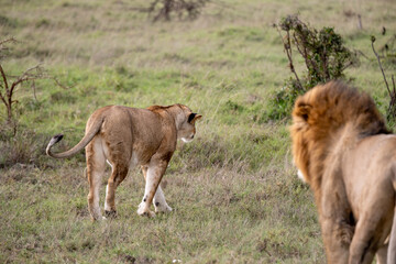 KENYA - HUMAN INTEREST - NAIBOSHO CONSERVATORY PARK