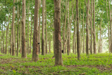Rubber trees in rubber plantations of farmers in Thailand, Southeast Asia.