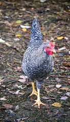 A gray-white motley chicken walks on a farm in the village.