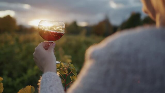 The taster holds a glass of red wine against the background of the vineyard where the sun sets. Back view