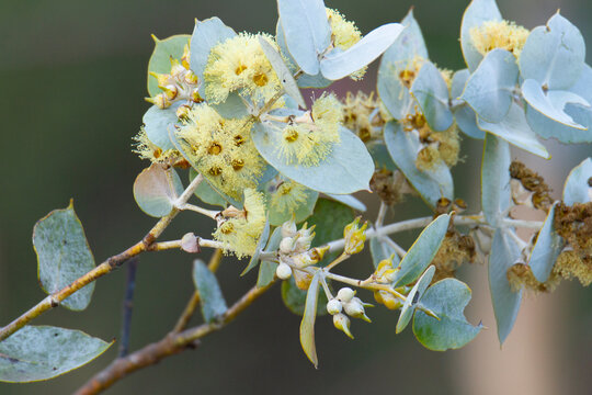 Yellow Flowering Gum