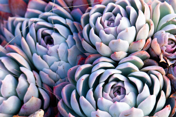 Close up of cool hues of an Echeveria elegans