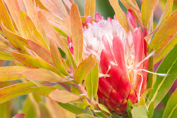 Pink protea bloom