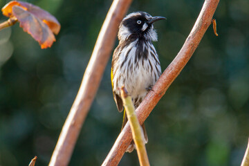 New Holland Honeyeater perched on a branch facing left
