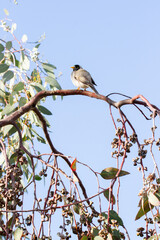 Australian noisy miner perched on a gum tree branch in the Winter sun facing right