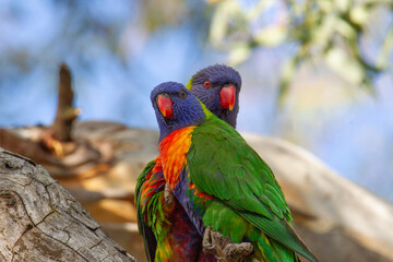 A pair of Australian Rainbow Lorikeets perched on a gumtree 