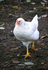 A young hen with white plumage walks in the yard.