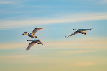 Swans are birds of the family Anatidae within the genus Cygnus.