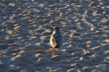 heron ardea cinerea
