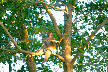 A Taiwanese macaque sits on a tree trunk. Sunlight hits its body. The monkey face expression is very cute. Taiwan