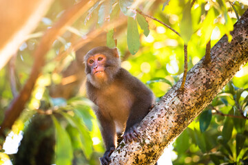 A Taiwanese macaque sits on a tree trunk. Sunlight hits its body. The monkey face expression is very cute. Taiwan