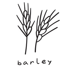 Fototapeta na wymiar Barley. Outline hand drawn vector illustration on white background.