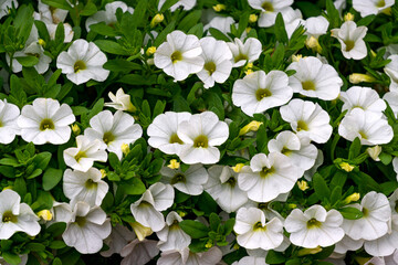 Flower pot with white petunia flowers in the garden.