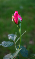 Fresh pink rose shot isolated in garden. Freshness of small pink rose.