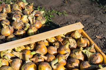 harvesting onions in a wooden box, copy space