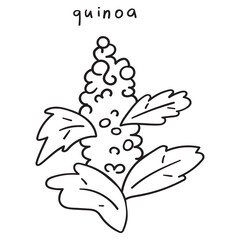 Quinoa. Outline hand drawn vector illustration on white background.