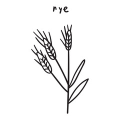 Rye. Outline vector icon on white background.