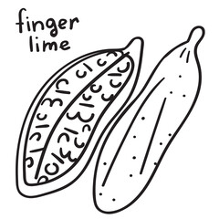 Finger lime. Outline simple vector illustration on white background.
