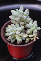 succulent plant beauty, close-up view 