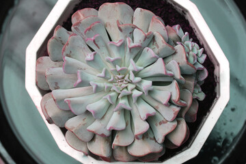 succulent plant beauty, close-up view 