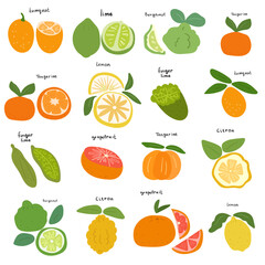 illustrations of citruses. Vector flat icons on white background.