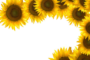 sunflower flower frame