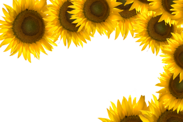 sunflower flower frame