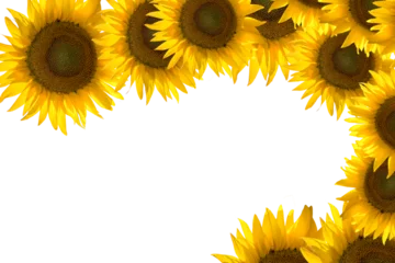 Poster sunflower flower frame © framarzo