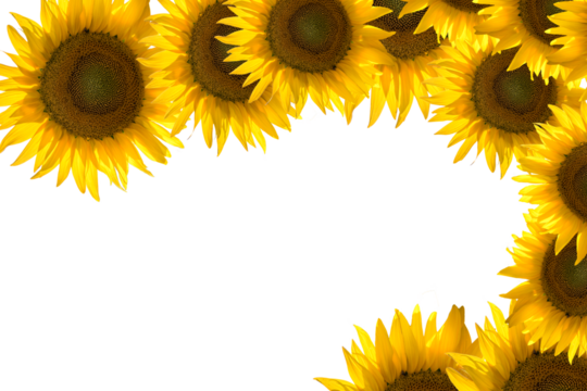 sunflower flower frame