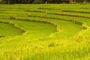 Textured of young green rice plants in the step rice fields in natural light from Thailand.