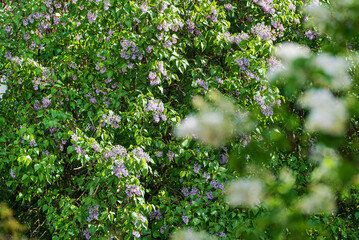 Fototapeta na wymiar white lilac in the spring garden
