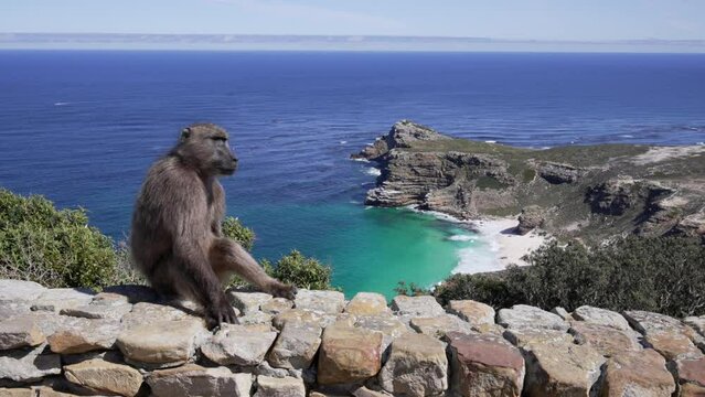 A baboon sitting on a rock wall with a stunning background of the blue ocean and sandy white Dias beach below at Cape Point, Western Cape. 